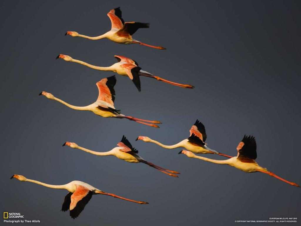 Birds Migration Hd National Geographic - HD Wallpaper 