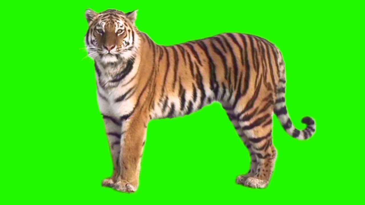 Green Screen Tiger Gif - HD Wallpaper 