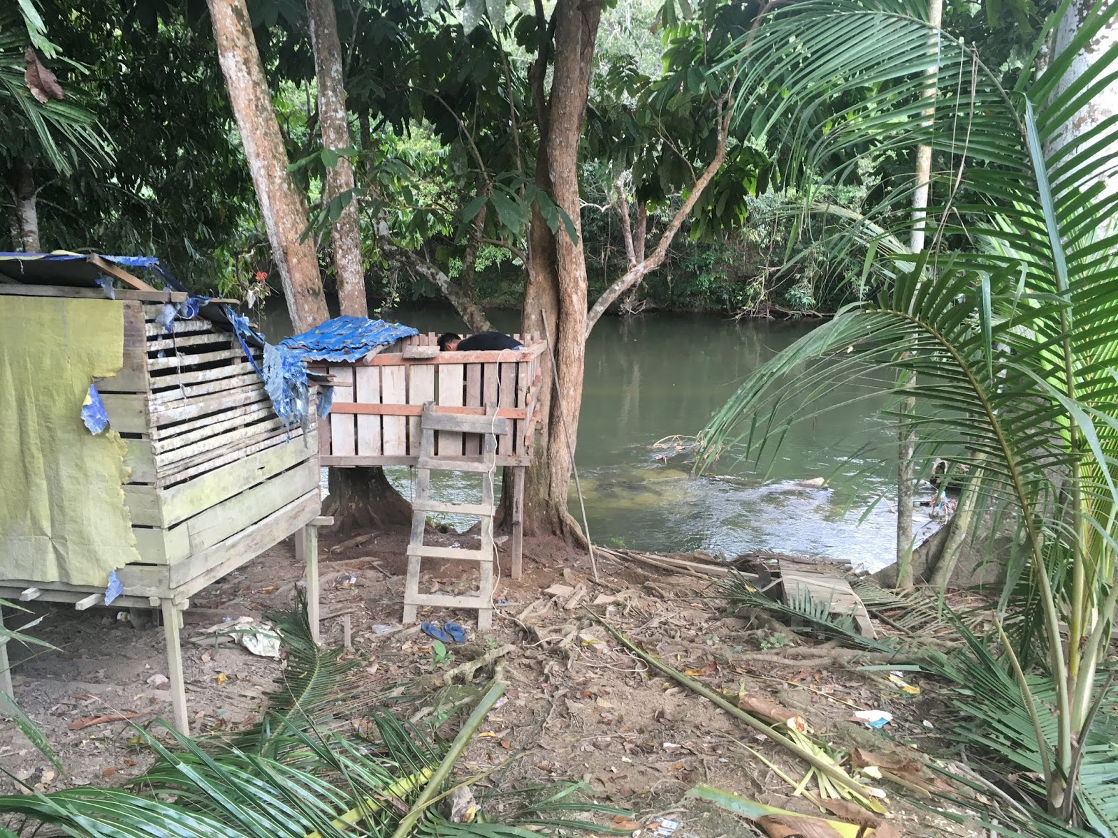 Attalea Speciosa - HD Wallpaper 