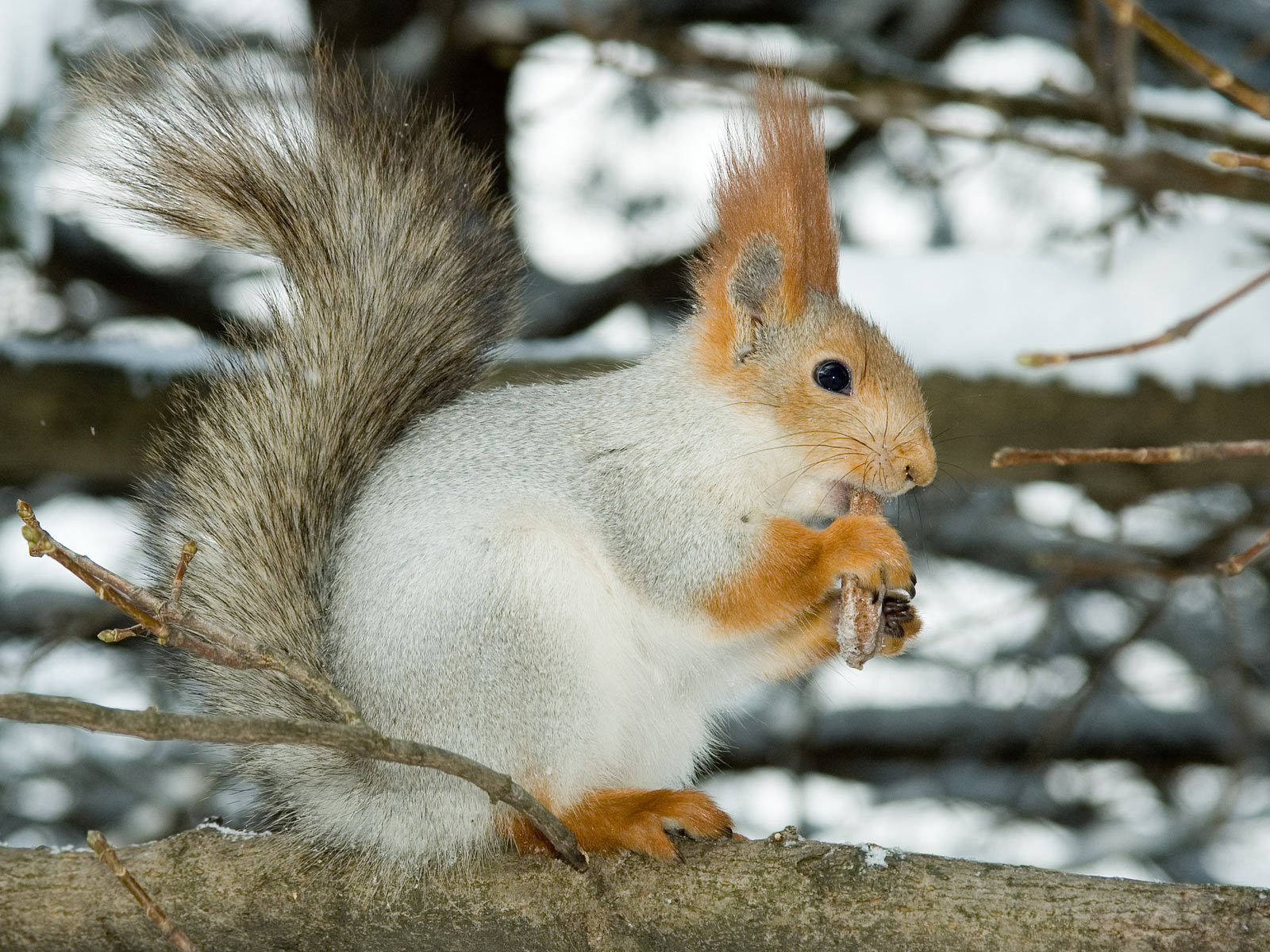 Squirrels With Long Hair On Ears - HD Wallpaper 