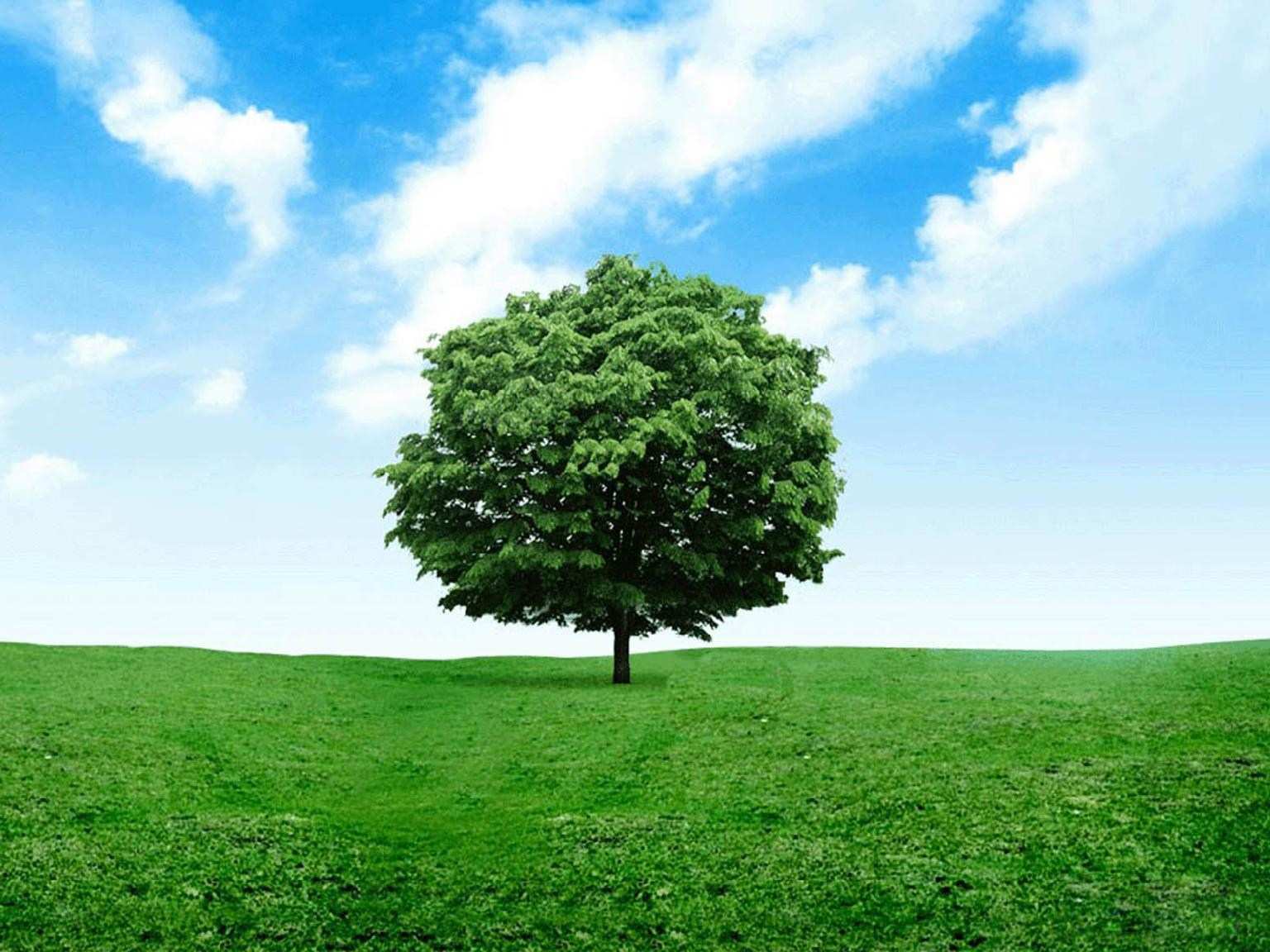 Lonely Tree - HD Wallpaper 