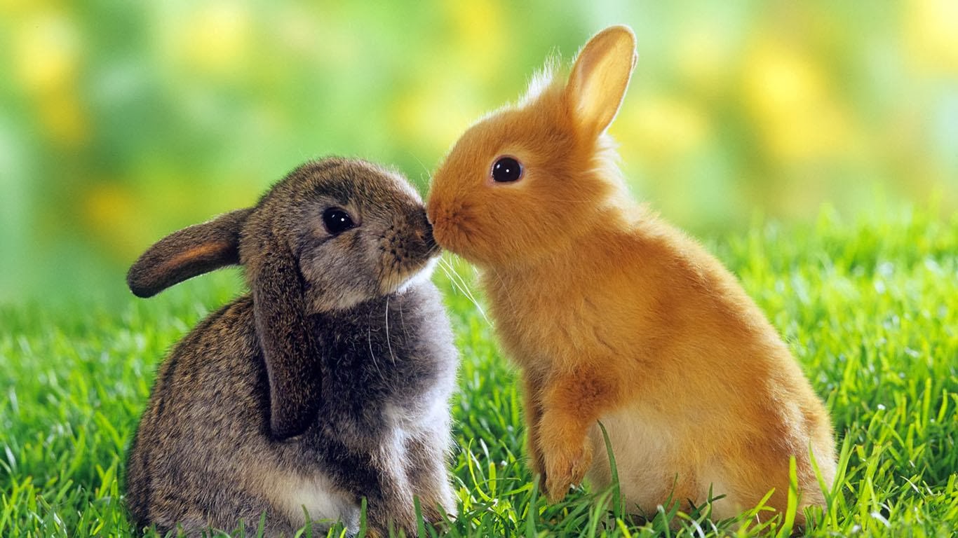 Cute Animals Pictures Free Download - HD Wallpaper 