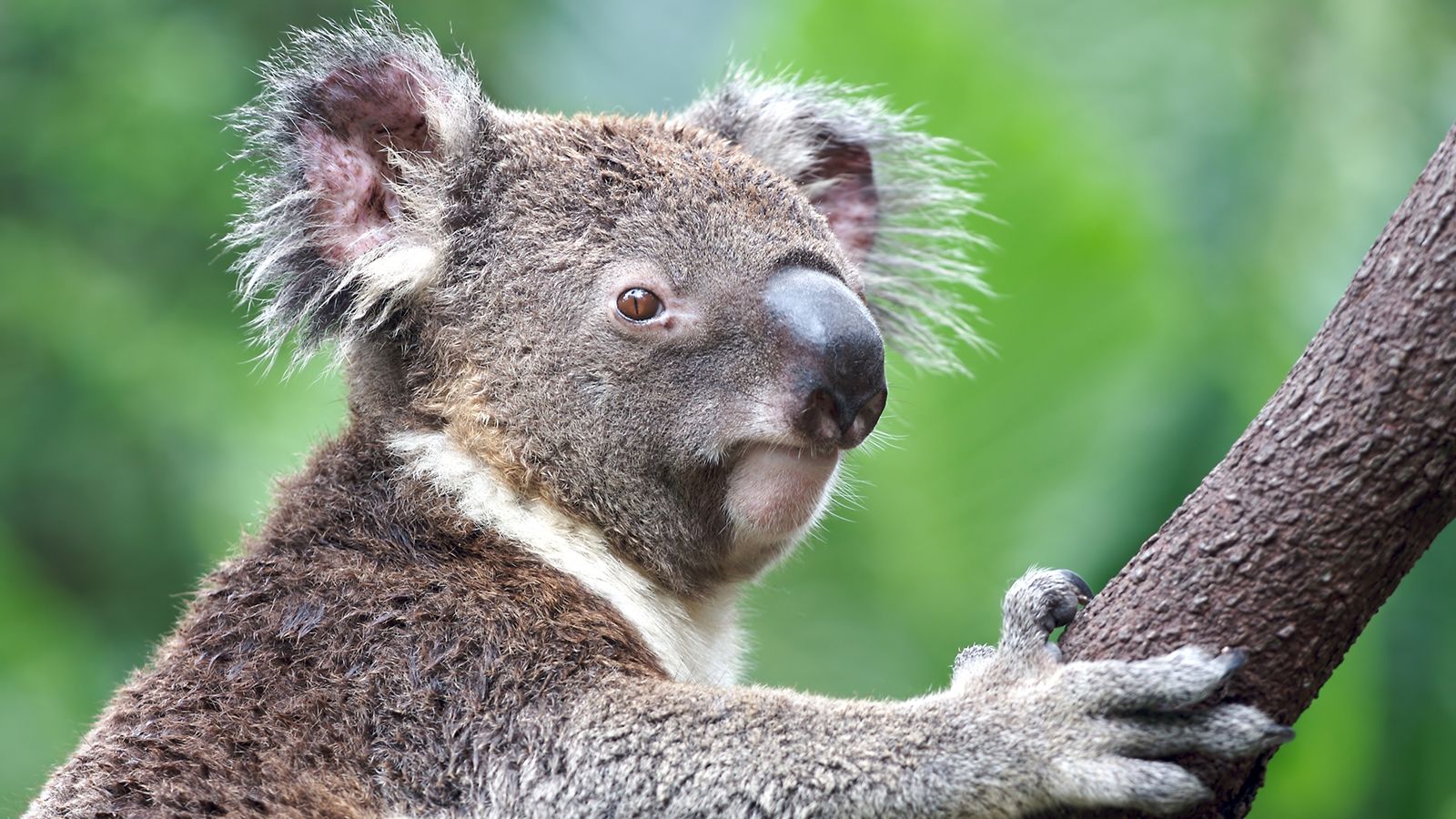 Antara Pemalas Atau Memang Pelan, Ini 10 Hewan Paling - Koala Animal - HD Wallpaper 