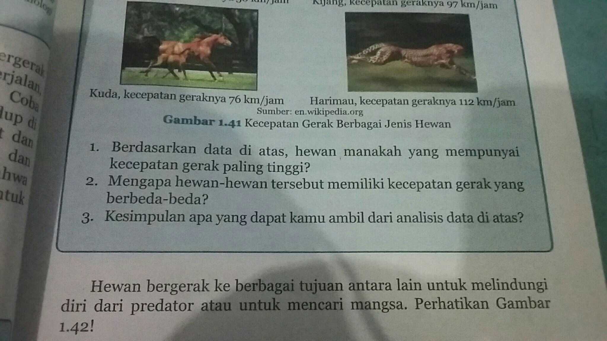 Sorrel - HD Wallpaper 