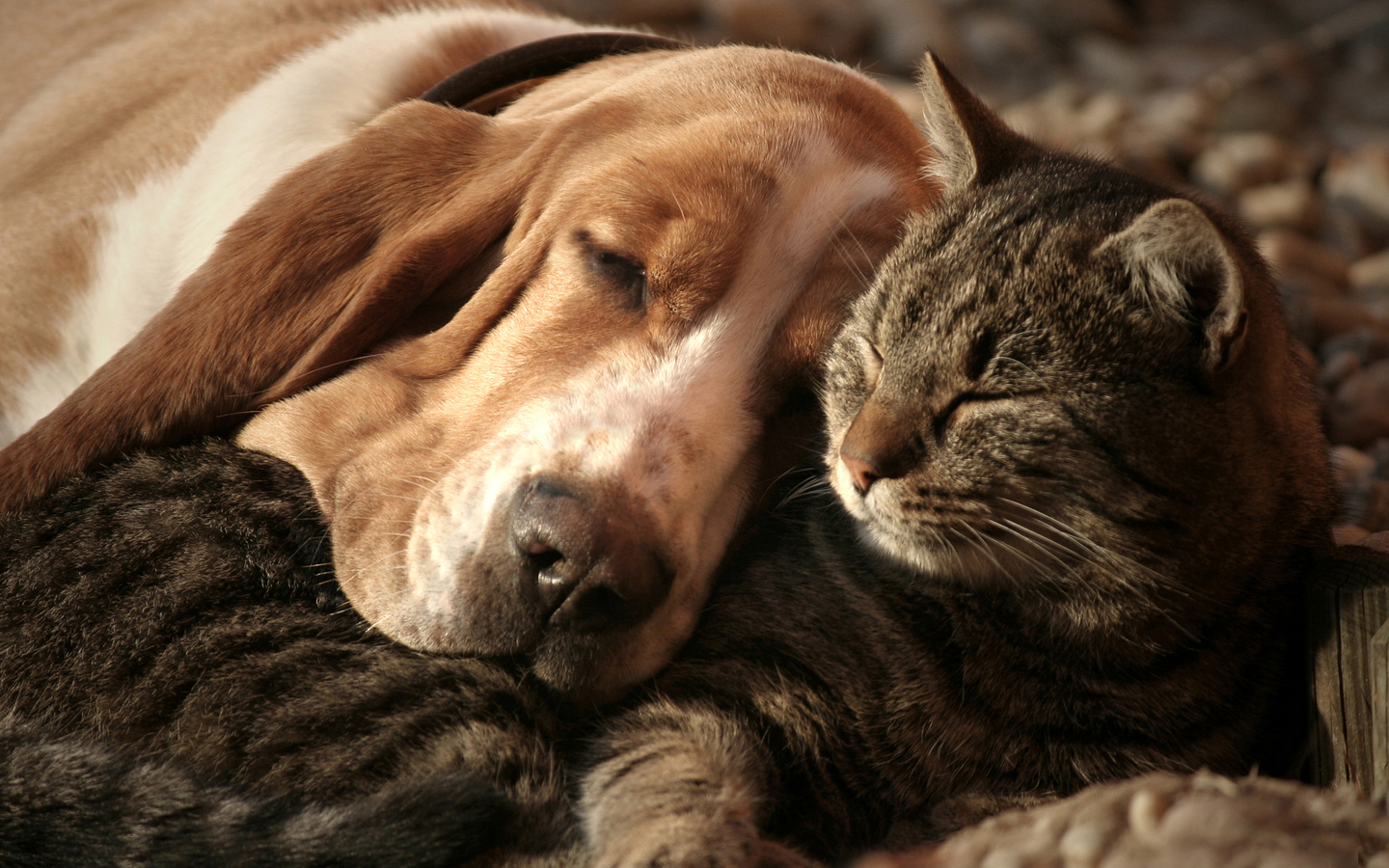 Gambar Header Untuk Situs - Basset Hound Cat - HD Wallpaper 