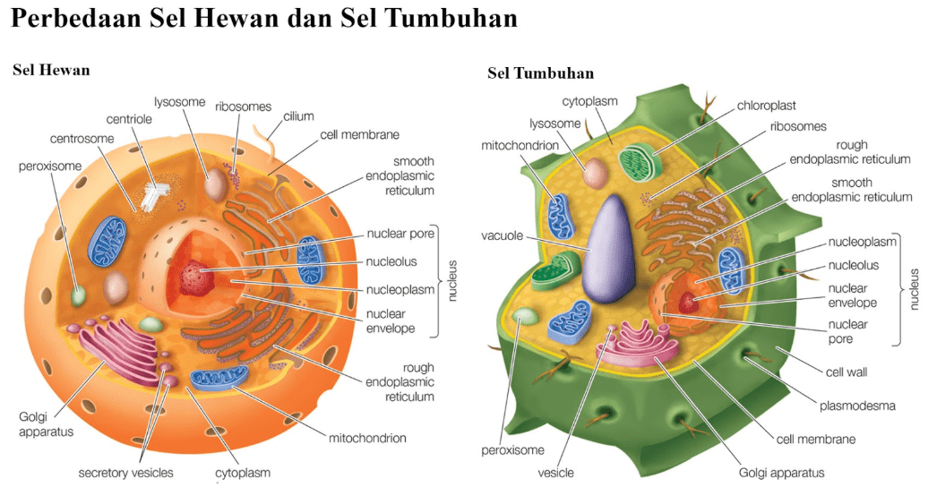 Animal Vs Plant Cell Diagram - HD Wallpaper 