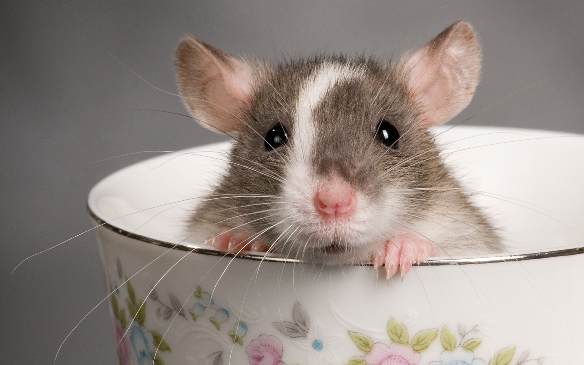 Need Help - Cute Rat - HD Wallpaper 