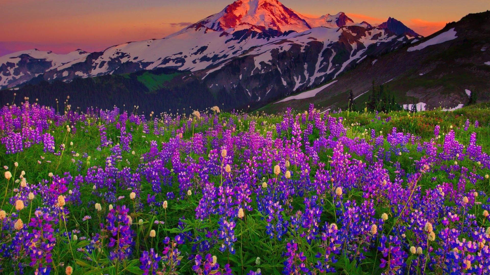 Wildflowers In The Mountains - HD Wallpaper 