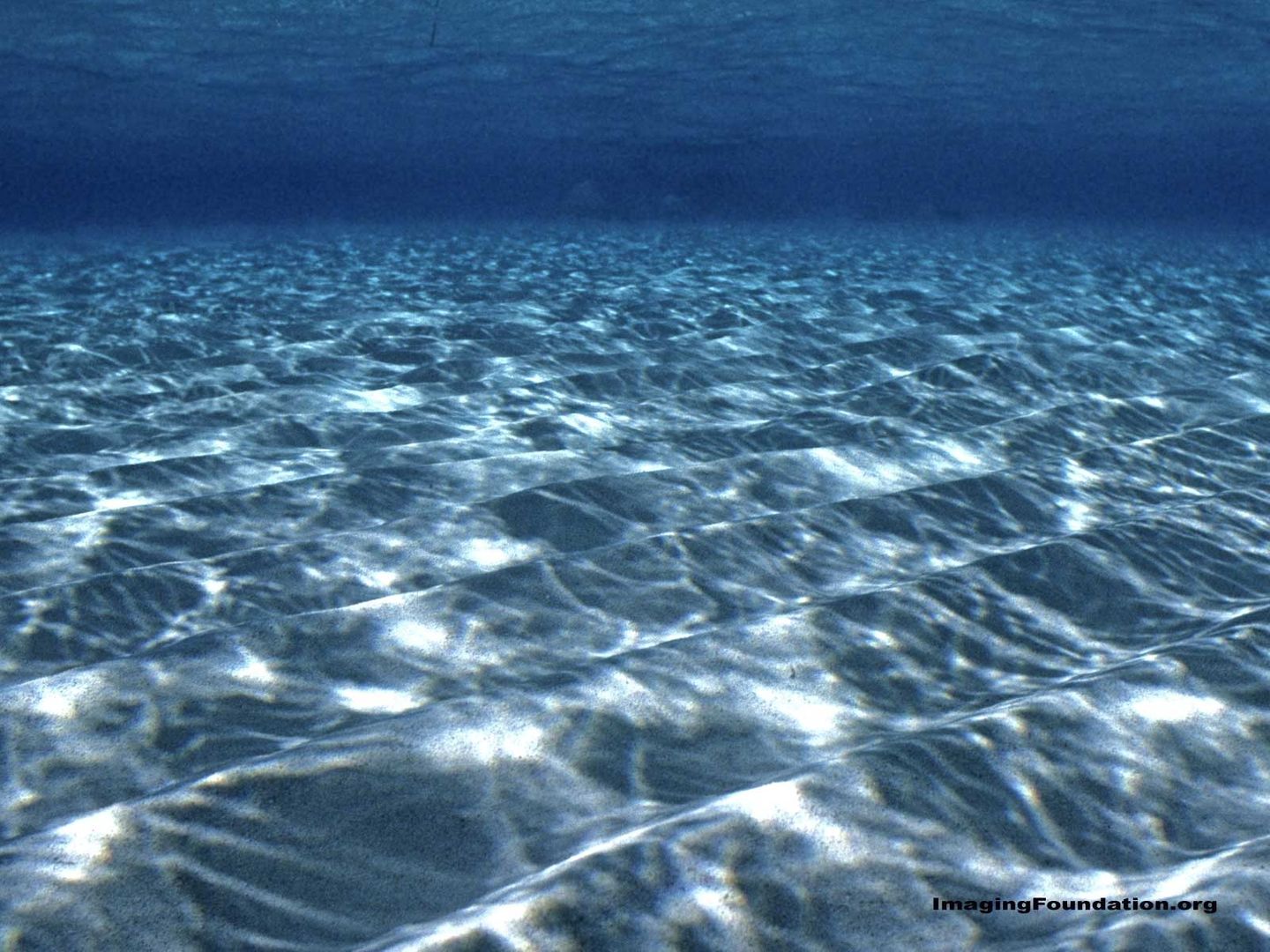 La Carnada De Hilma Contreras - HD Wallpaper 