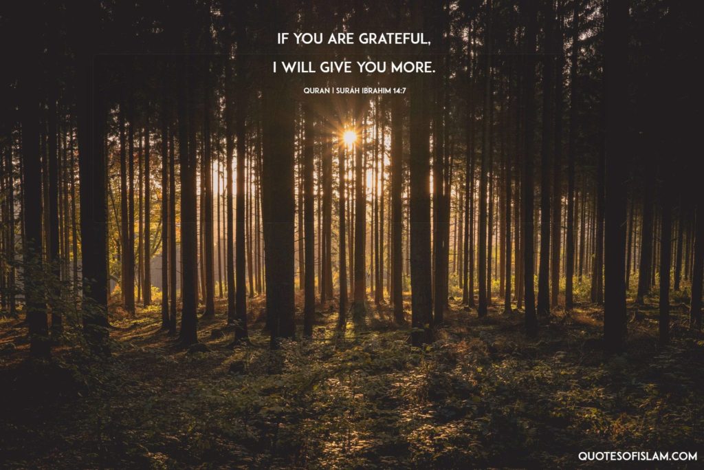 15 Beautiful Islamic Wallpapers With Quotes From The - Golden Hour Trees - HD Wallpaper 