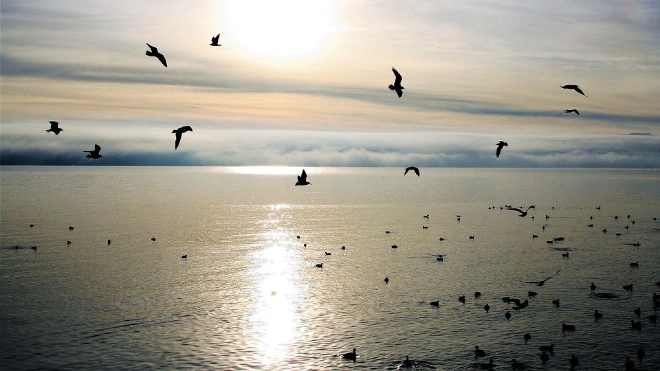 Gulf Shores Beach Birds - HD Wallpaper 