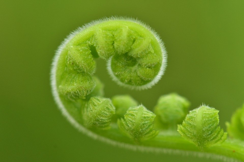 Fern Roll - HD Wallpaper 