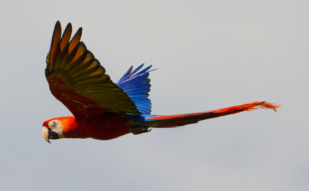 Macaw - HD Wallpaper 