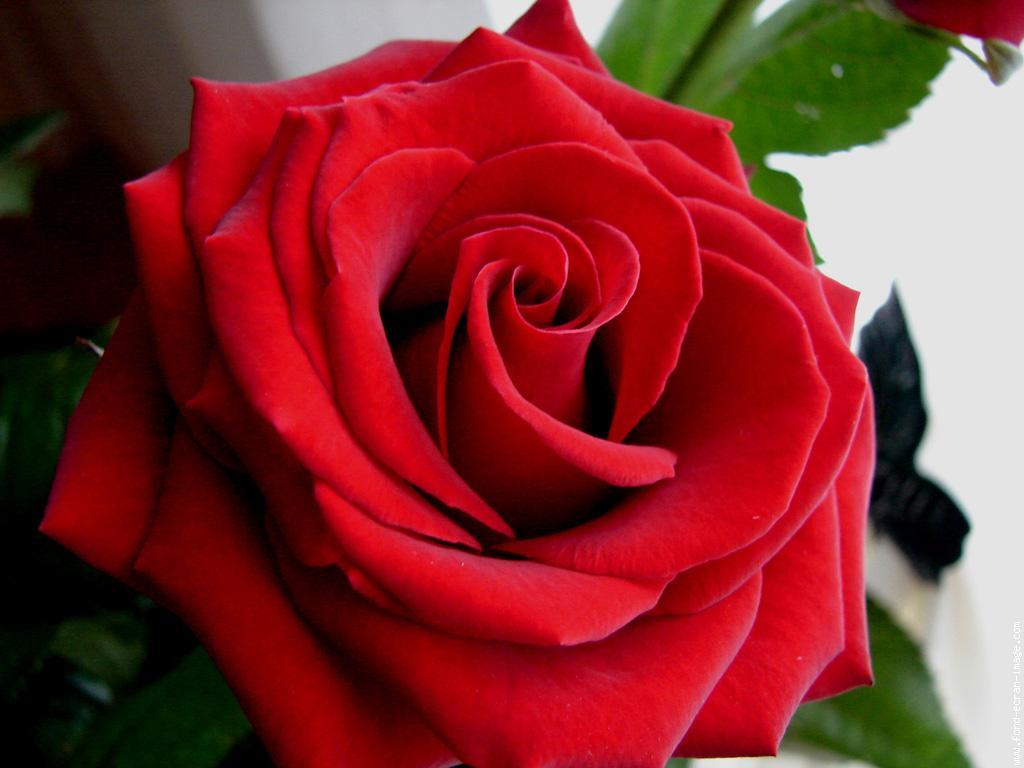 Plus Belle Rose Rose Du Monde - HD Wallpaper 