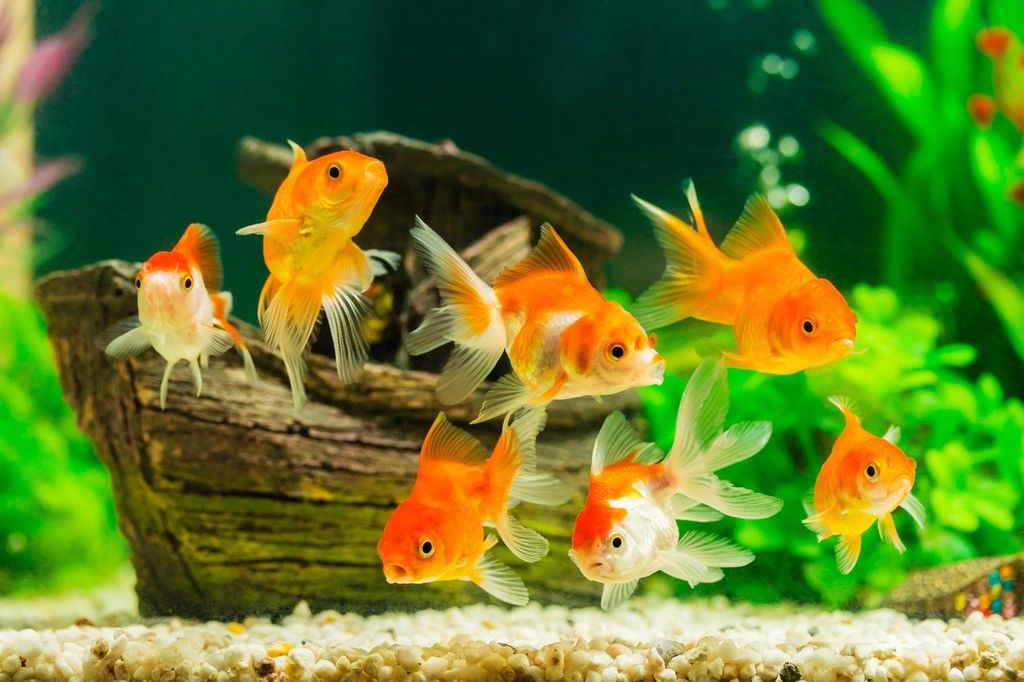 Penasaran Gimana Cara Ikan Tidur Ini Penjelasannya - Benefits Of Aquarium At Home - HD Wallpaper 