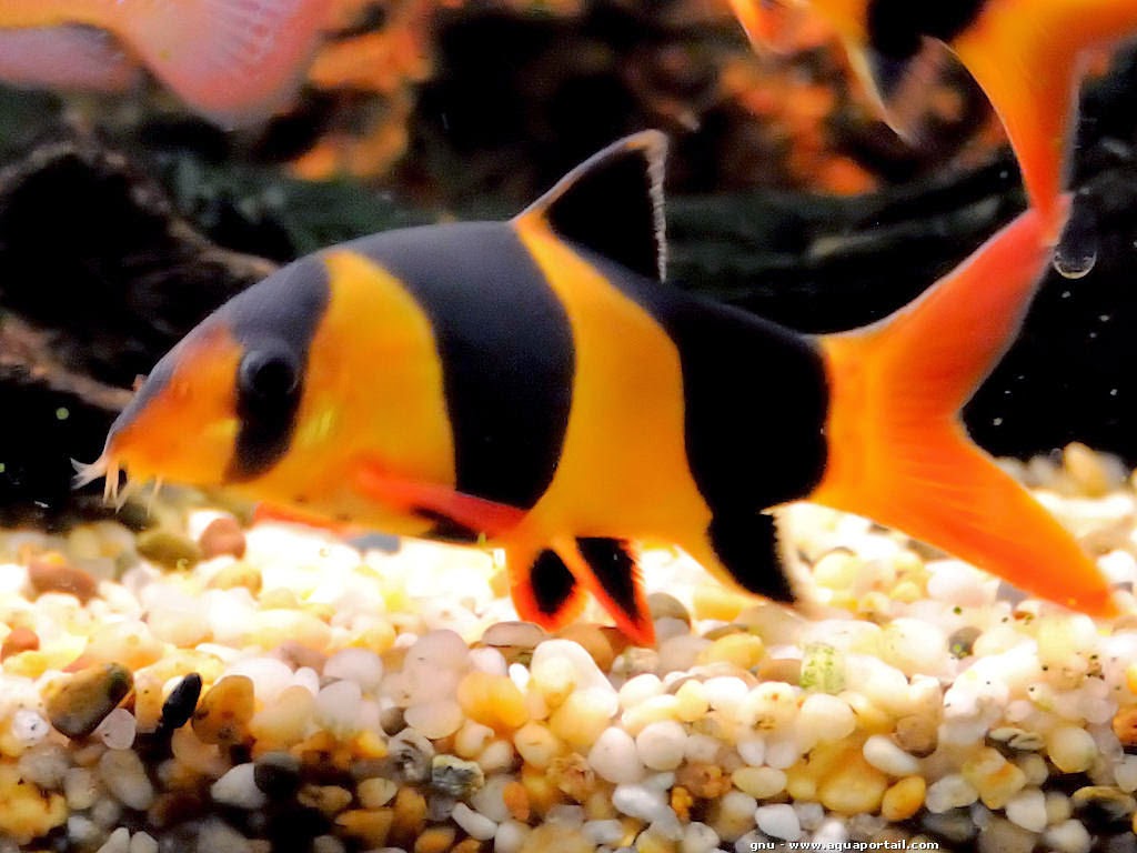 Clown Loach Price In India - HD Wallpaper 
