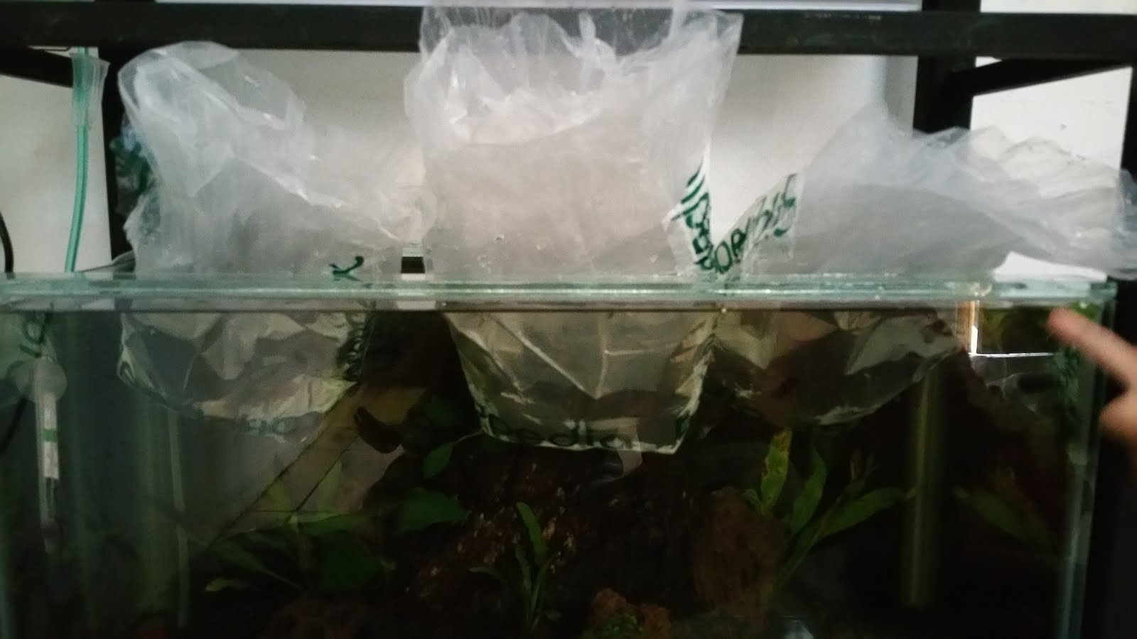 Aquarium - HD Wallpaper 