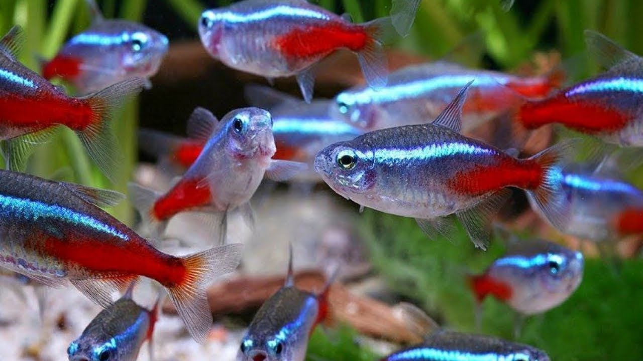 Ikan Neon Tetra - Neon Tetra Fish Group - HD Wallpaper 