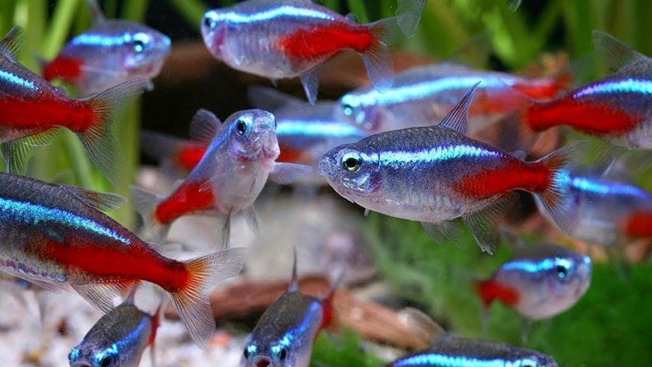 Ikan Neon Tetra Neon Tetra Fish Group 1280x720 Wallpaper Teahub io ikan-neon-tetra-neon-tetra-fish-group-1280x720-wallpaper-teahub-io