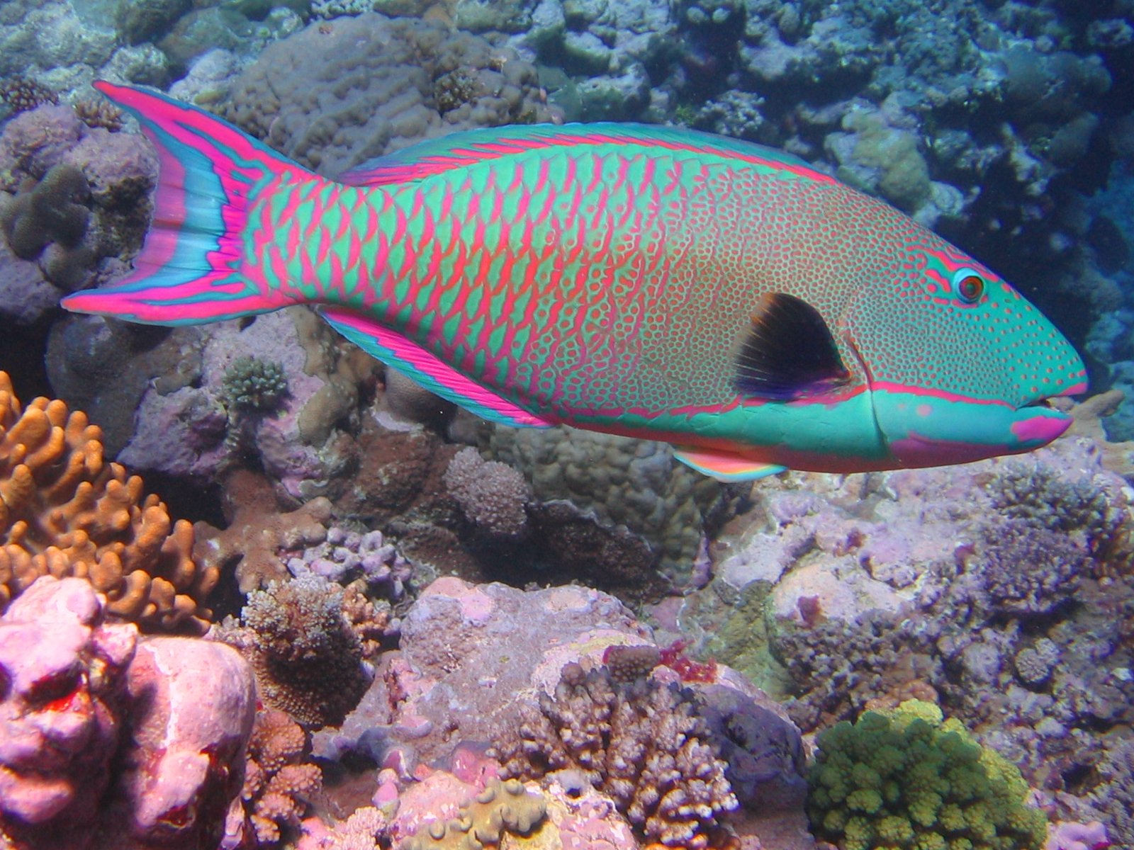 Fish On The Coral Reef - HD Wallpaper 