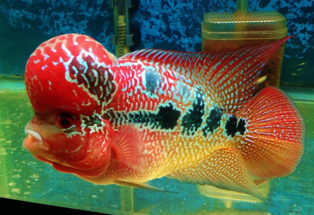 Ikan Hias Air Tawar - Red Dragon Floran Fish - HD Wallpaper 