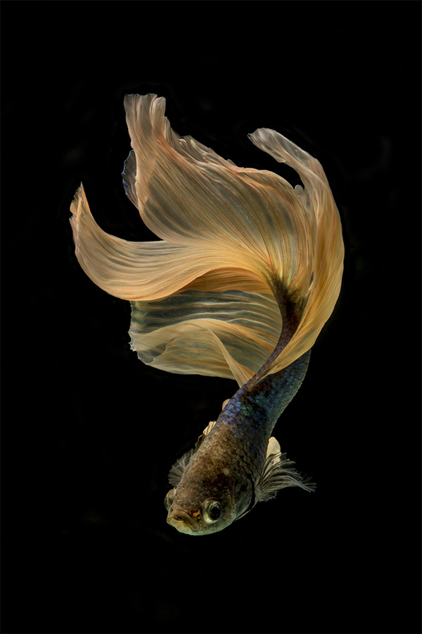 Siamese Fighting Fish - HD Wallpaper 