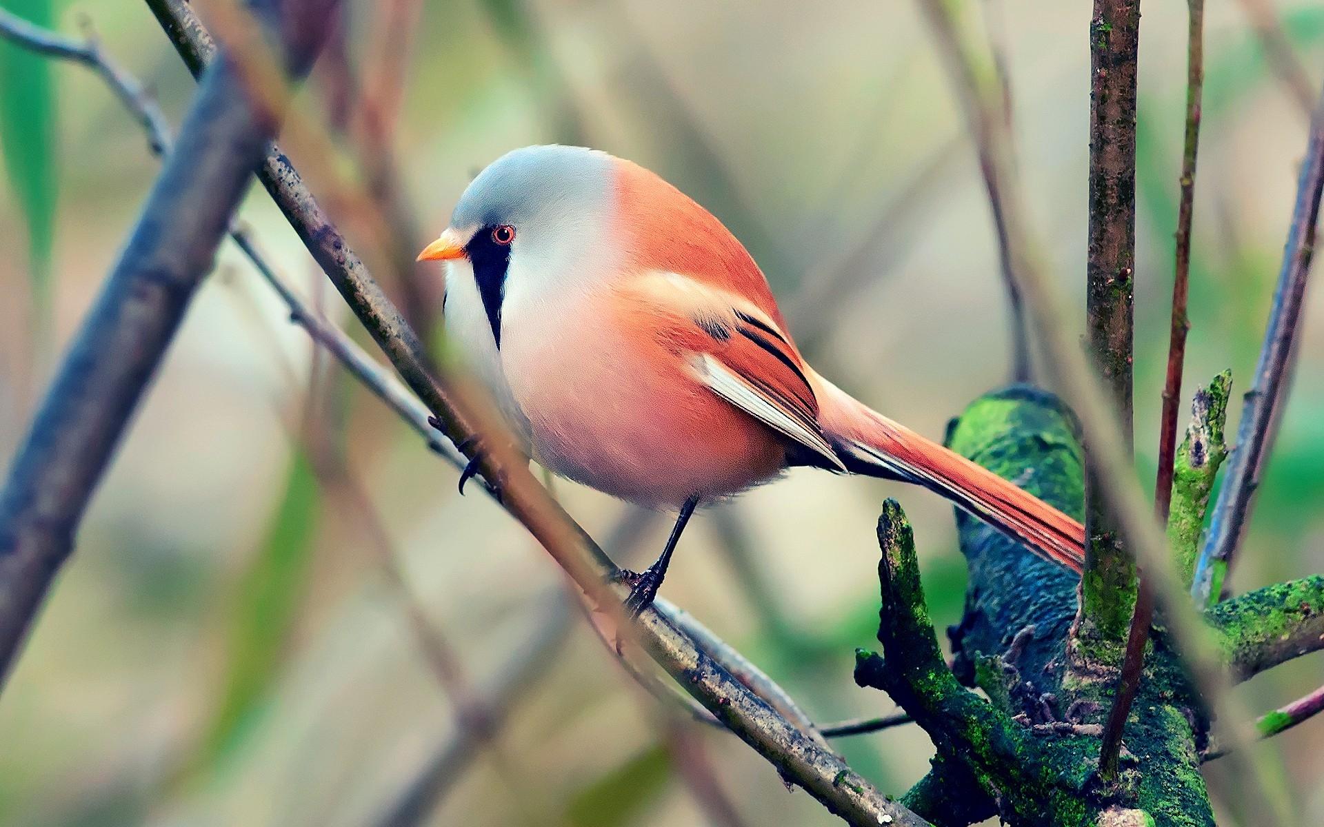 Bird, Pretty, Sit - Sweet Birds - HD Wallpaper 