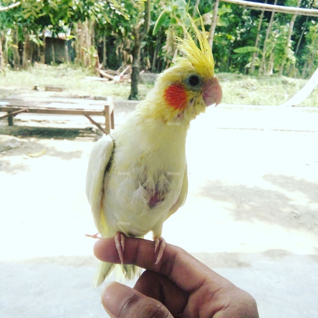 Burung Cantik - HD Wallpaper 