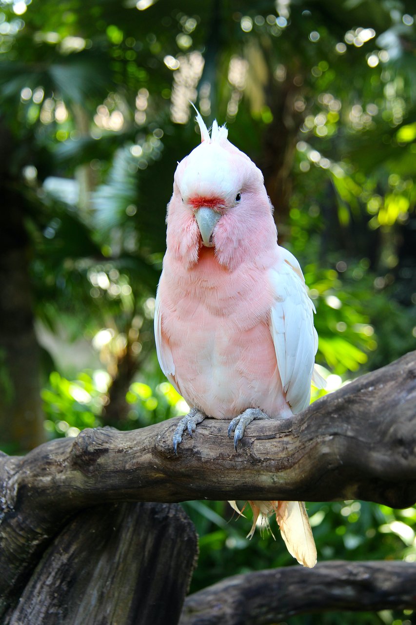 Cockatoo - HD Wallpaper 