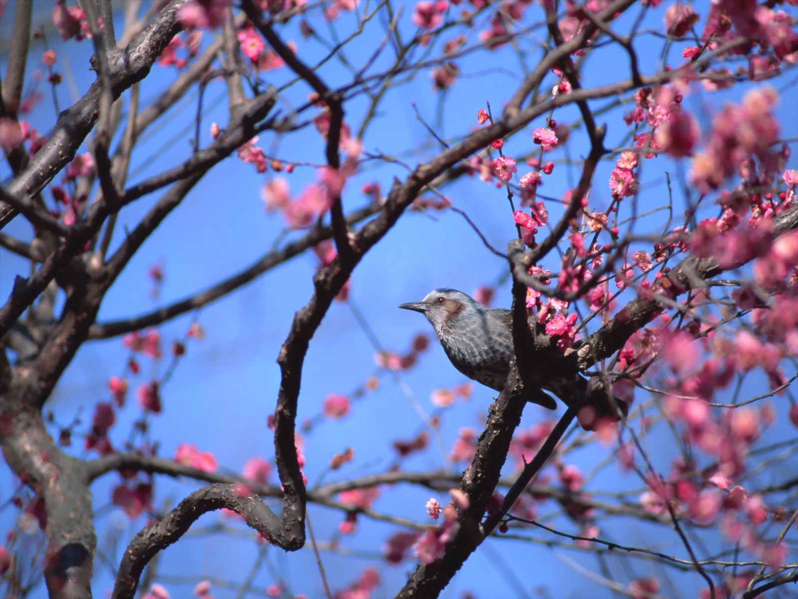 Gambar Burung Kecil, Foto Burung, Wallpaper Burung - Good Days - HD Wallpaper 