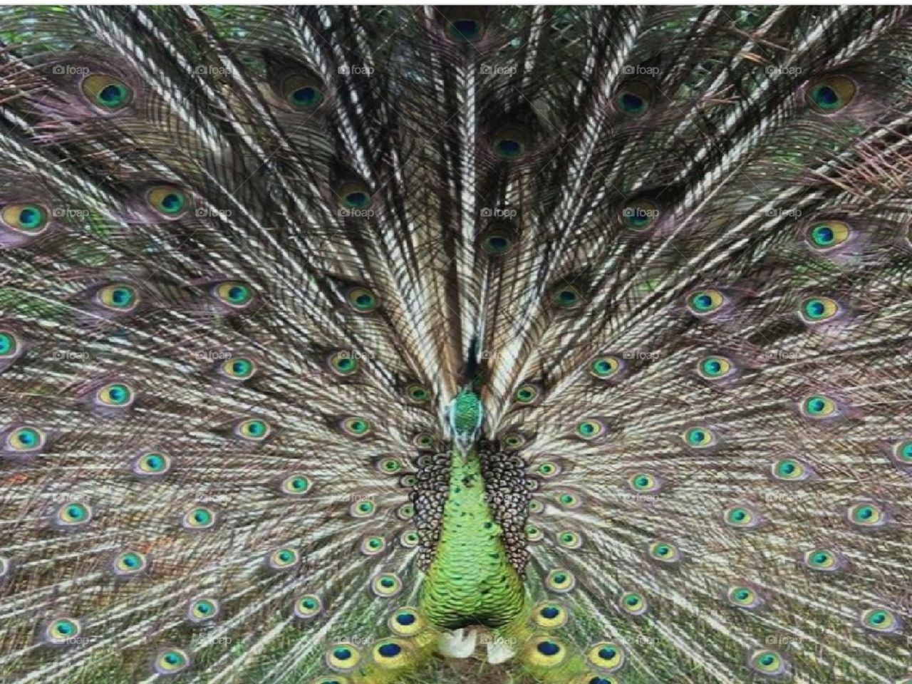 Peafowl - HD Wallpaper 