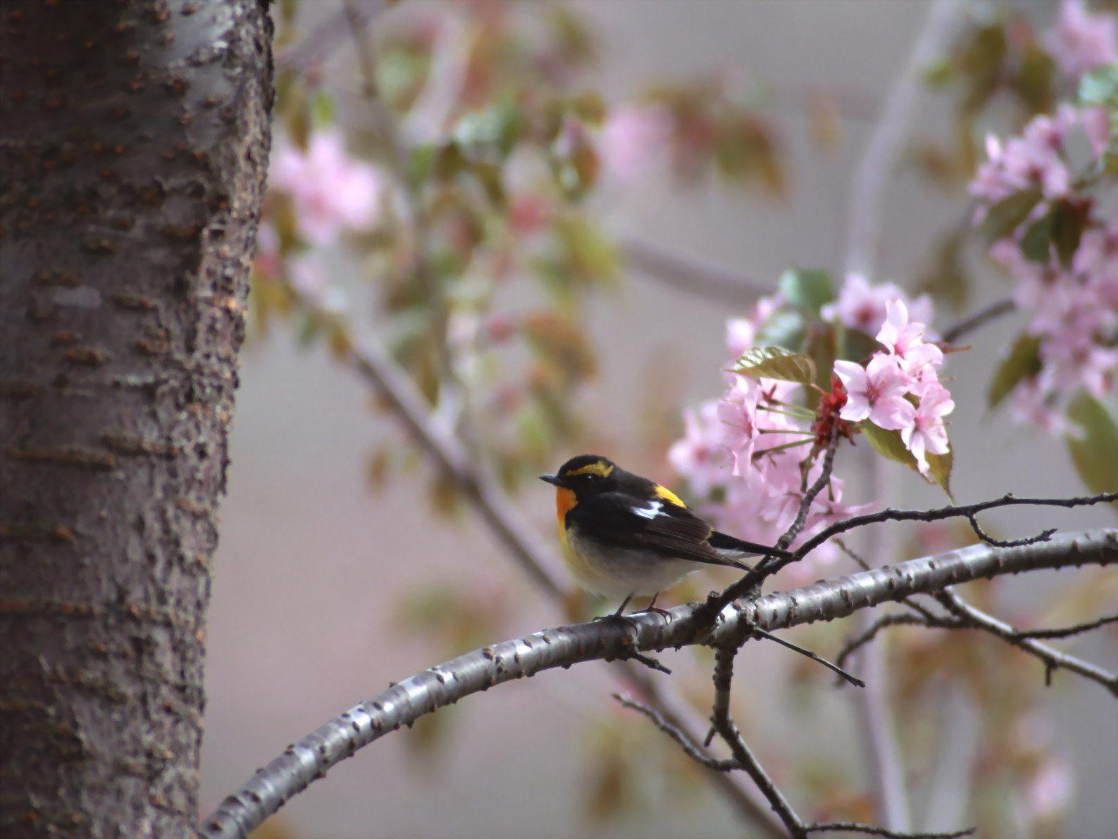 Gambar Burung Kecil, Foto Burung, Wallpaper Burung - Facebook Spring Birds Cover - HD Wallpaper 