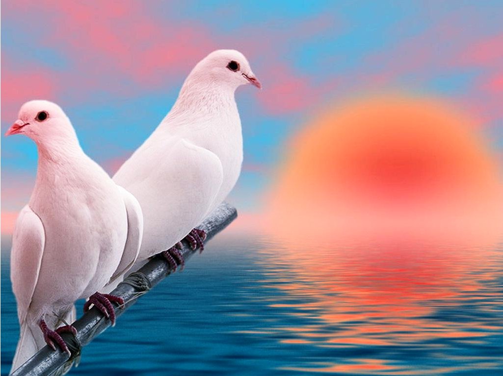 Gambar Burung Merpati Bertengger - Love Birds Hd Wallpapers For Mobile - HD Wallpaper 