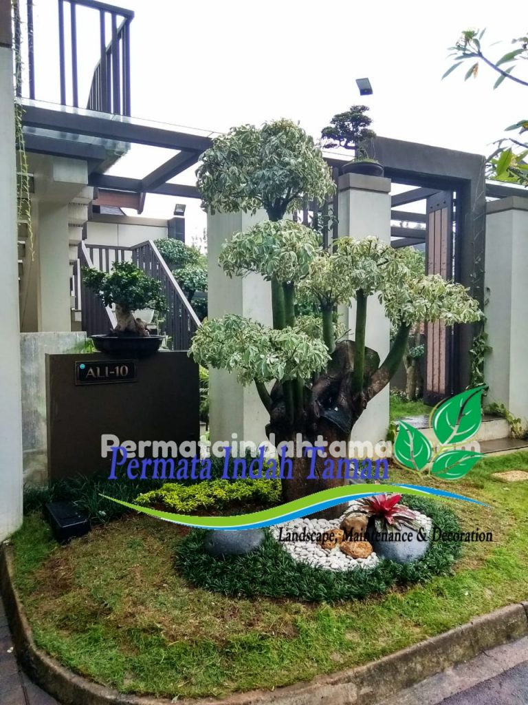 Tukang Taman Murah - Tree - HD Wallpaper 