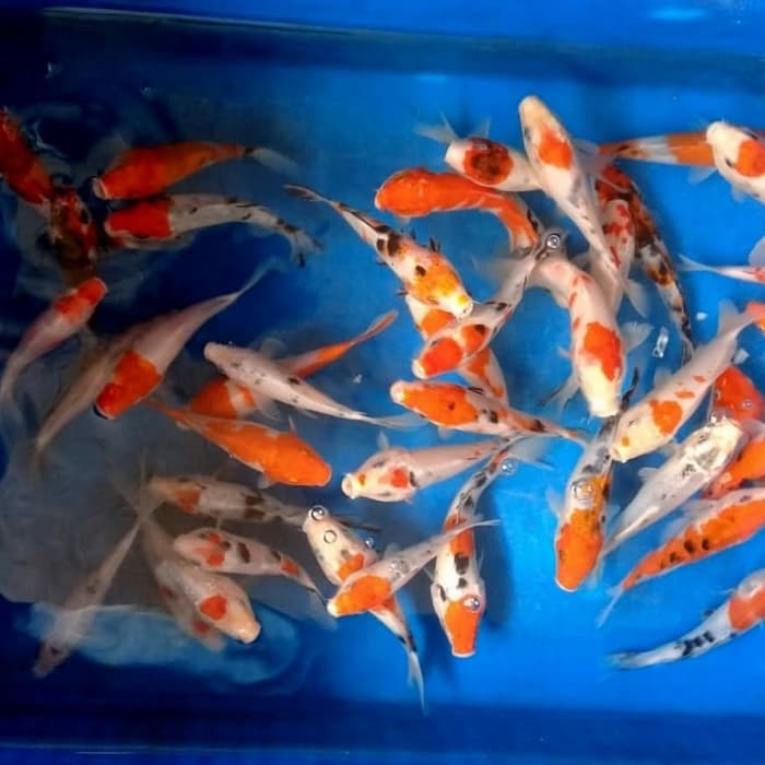 Feeder Fish - HD Wallpaper 