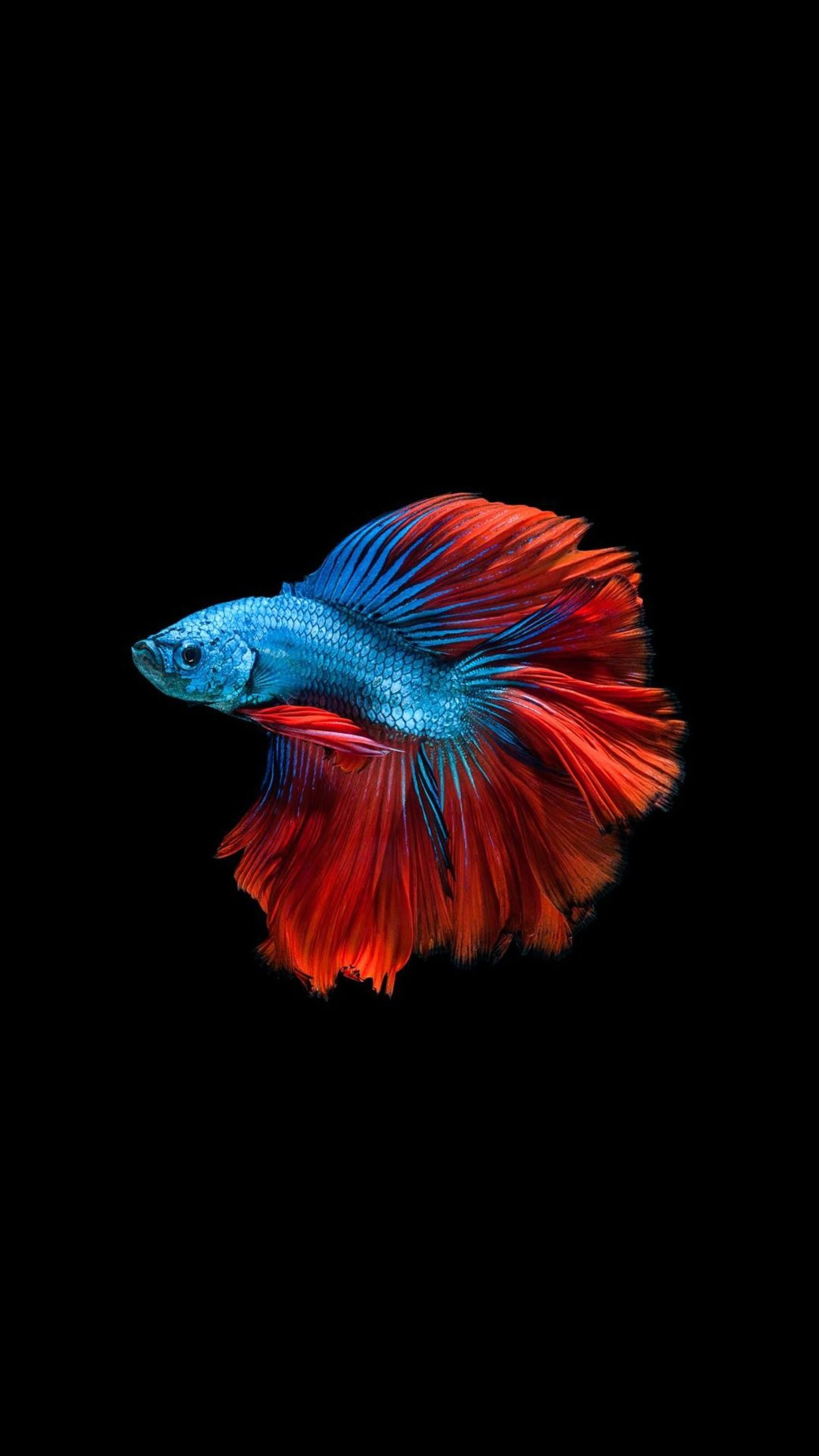 Colorful Fish - HD Wallpaper 