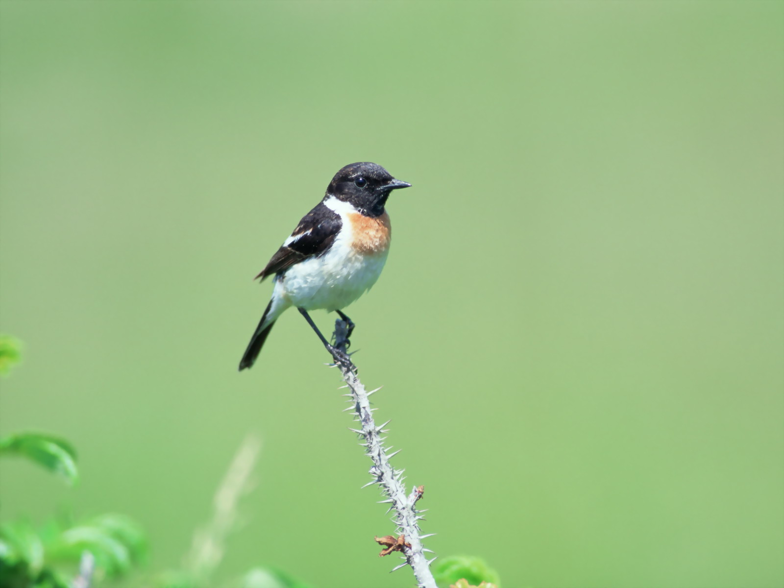 Gambar Burung Kecil, Foto Burung, Wallpaper Burung - Un Uccello Posato Su Un Ramo Non Ha Paura - HD Wallpaper 