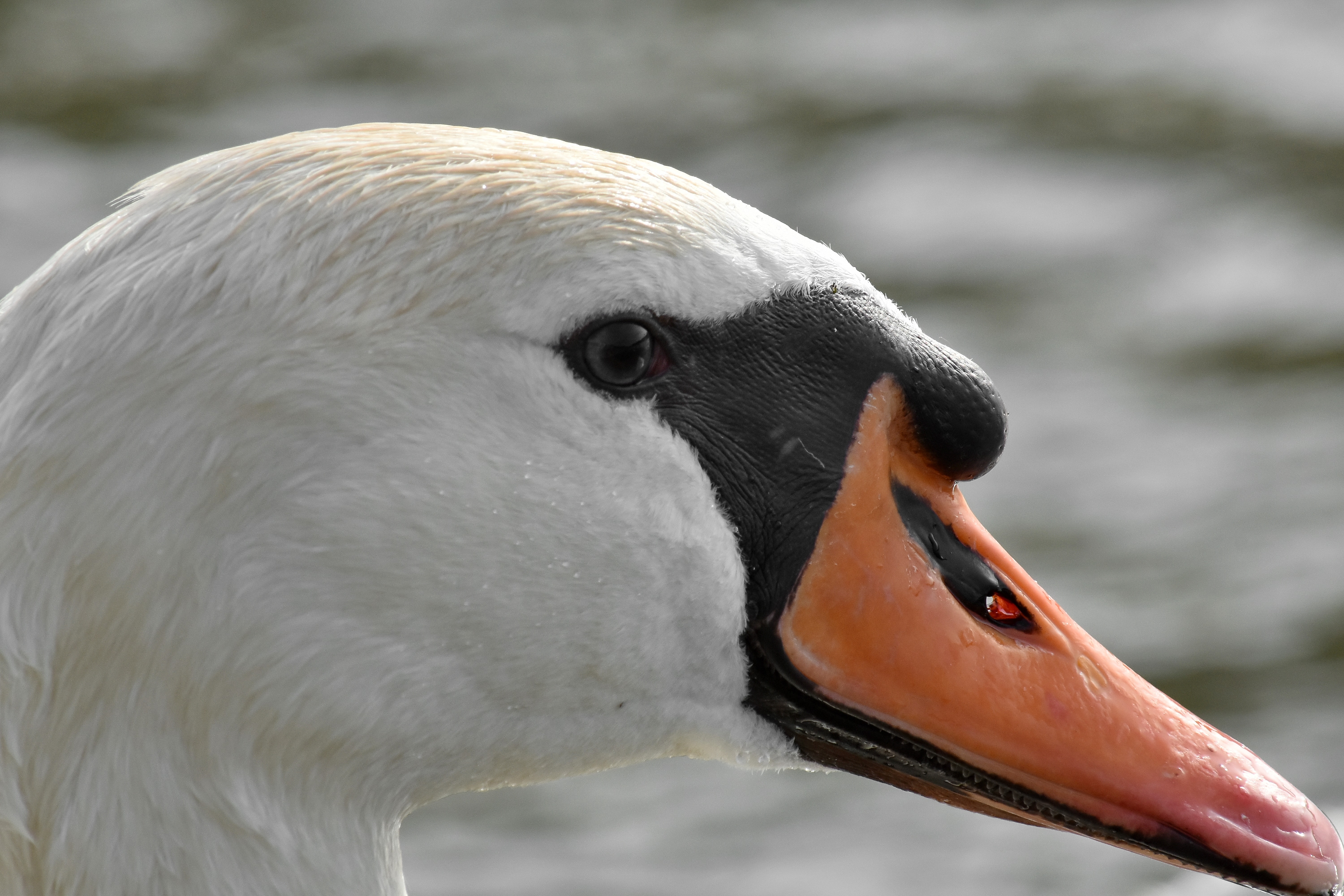 Tundra Swan - HD Wallpaper 