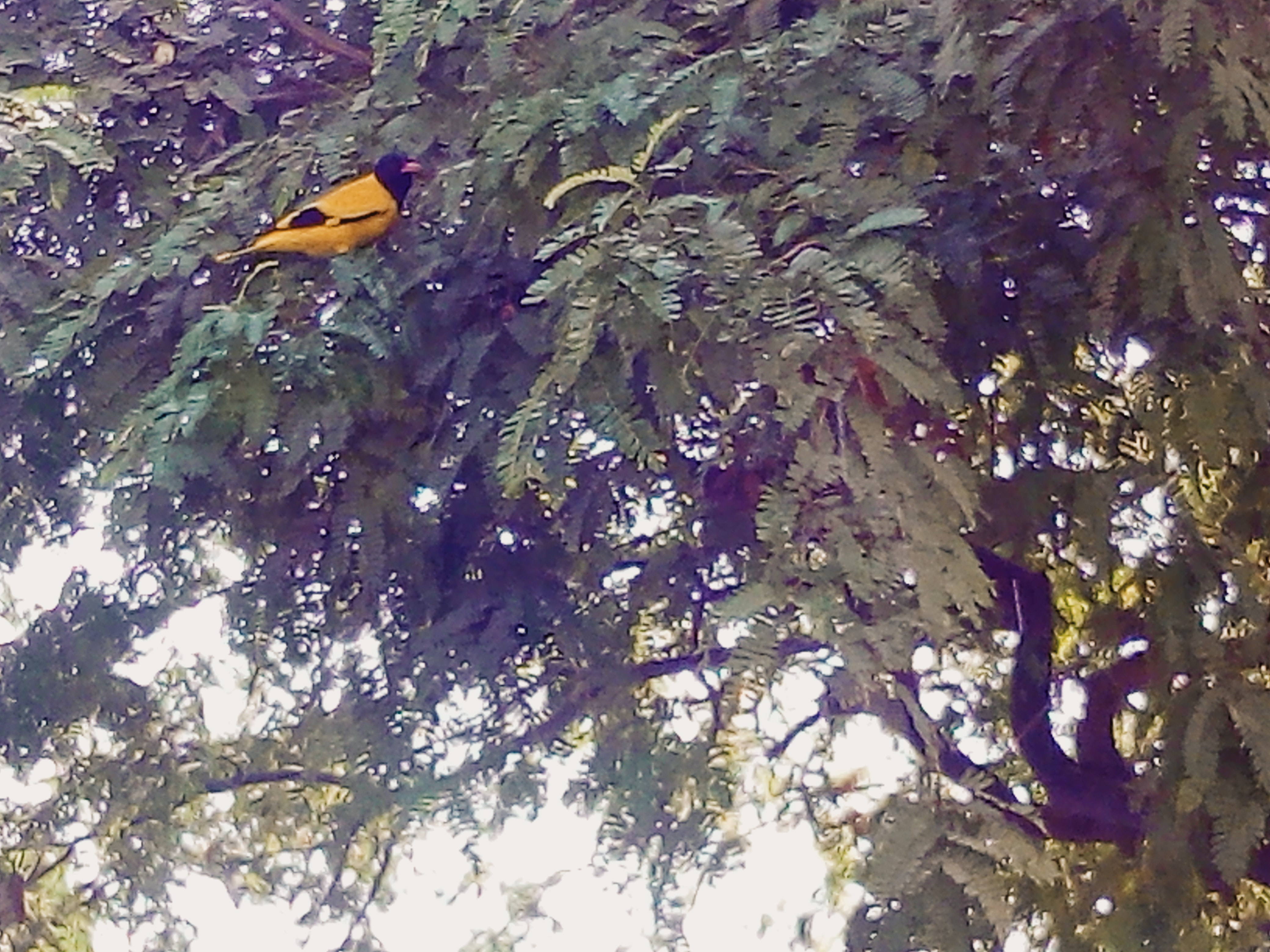 Eurasian Golden Oriole - HD Wallpaper 