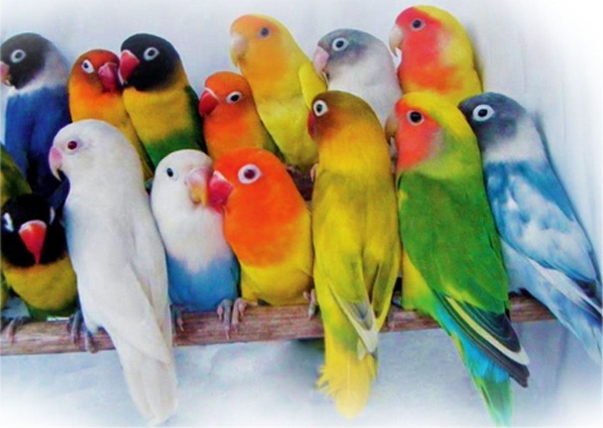 Love Birds All Colors - HD Wallpaper 