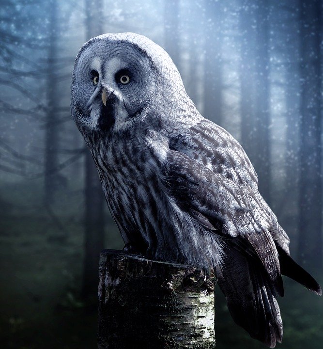 Beautiful Owl - HD Wallpaper 