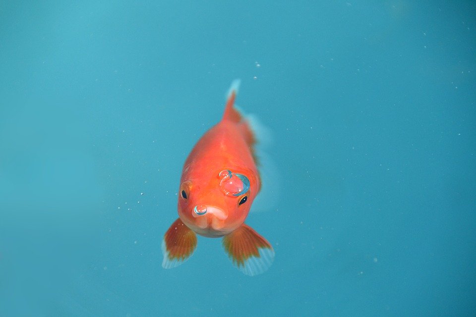 Goldfish - HD Wallpaper 