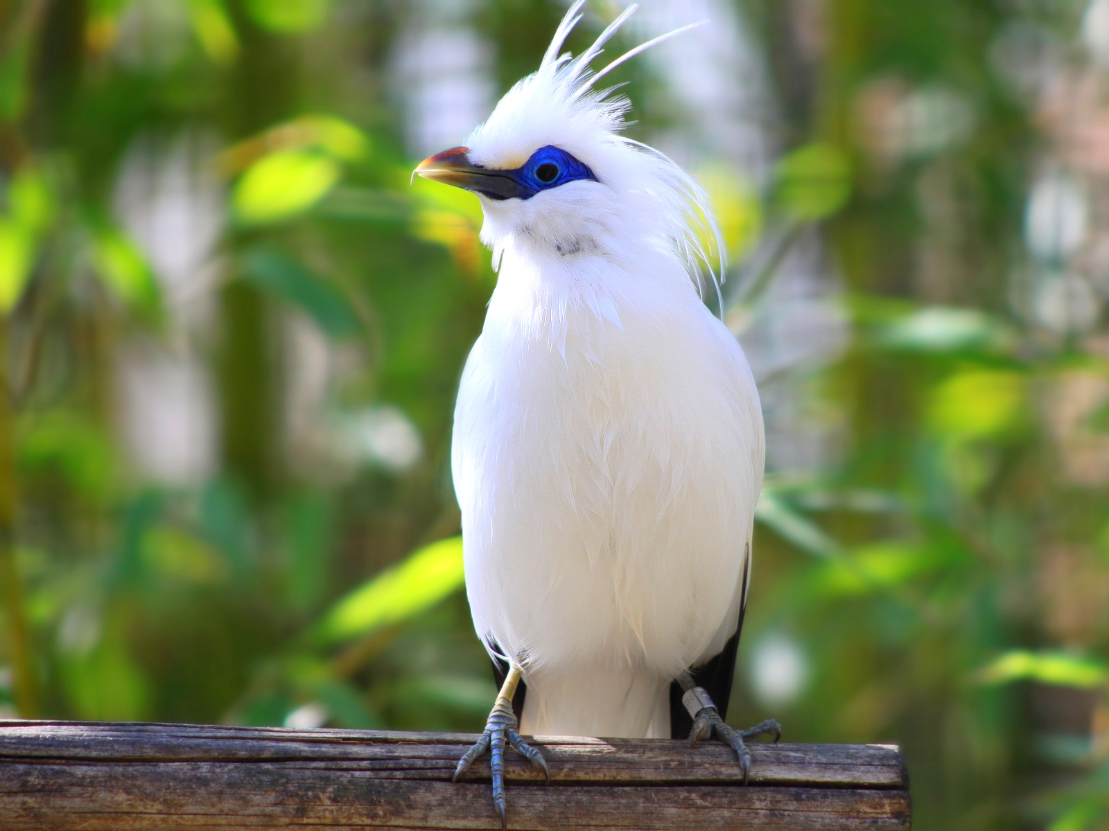 White Bird Blue Eyes - HD Wallpaper 