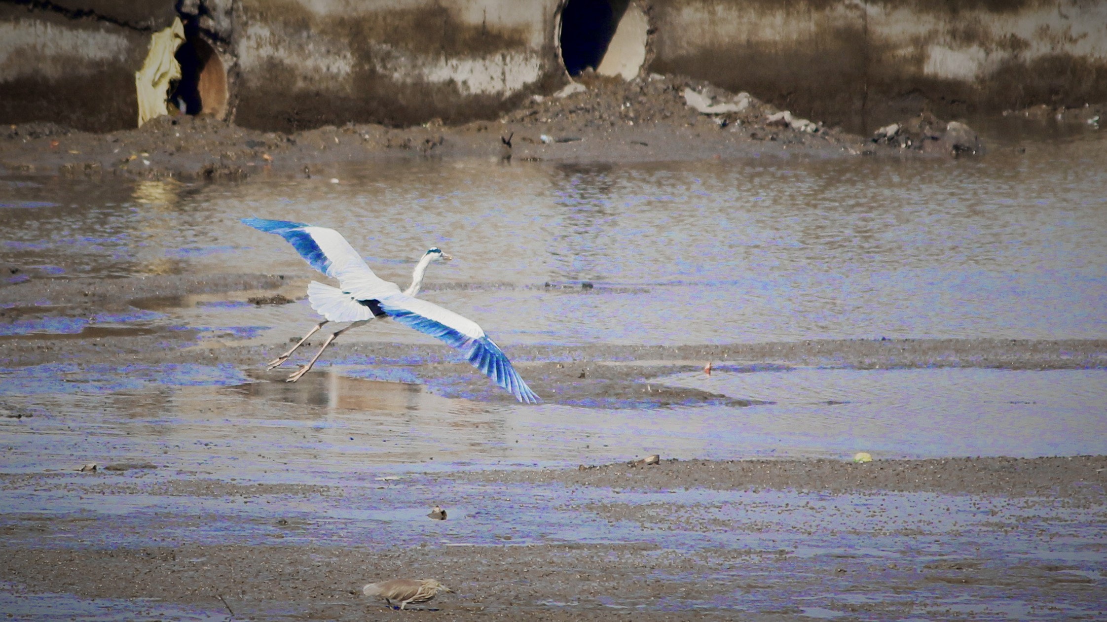 Pelican - HD Wallpaper 