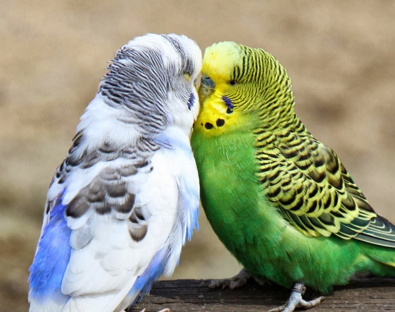 Cuddly Birds - HD Wallpaper 