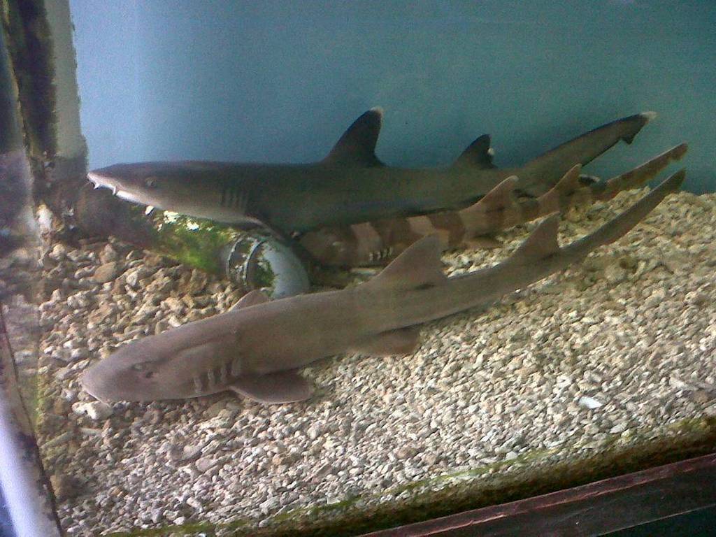 Requiem Shark - HD Wallpaper 