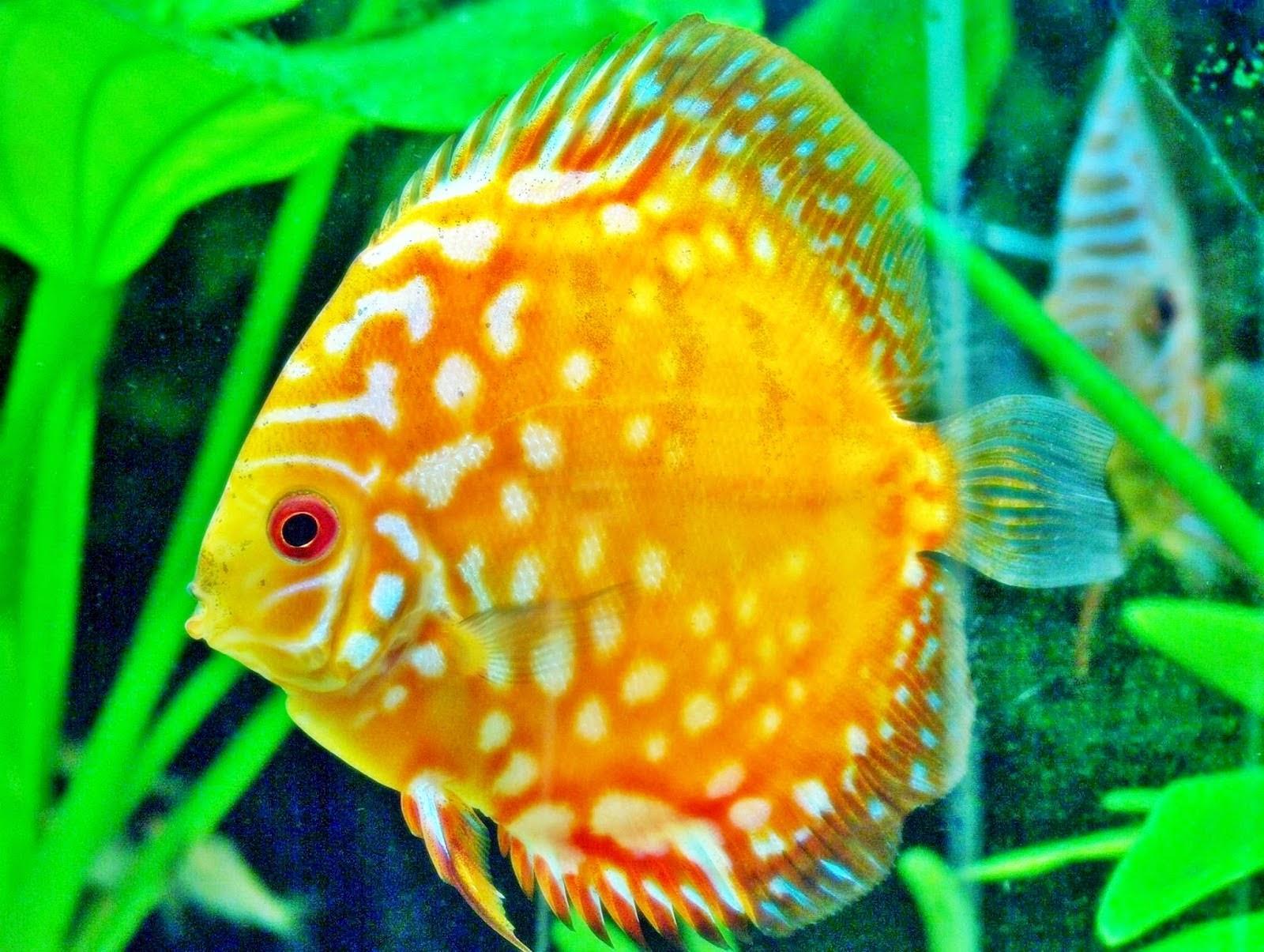 Discus Fish - HD Wallpaper 