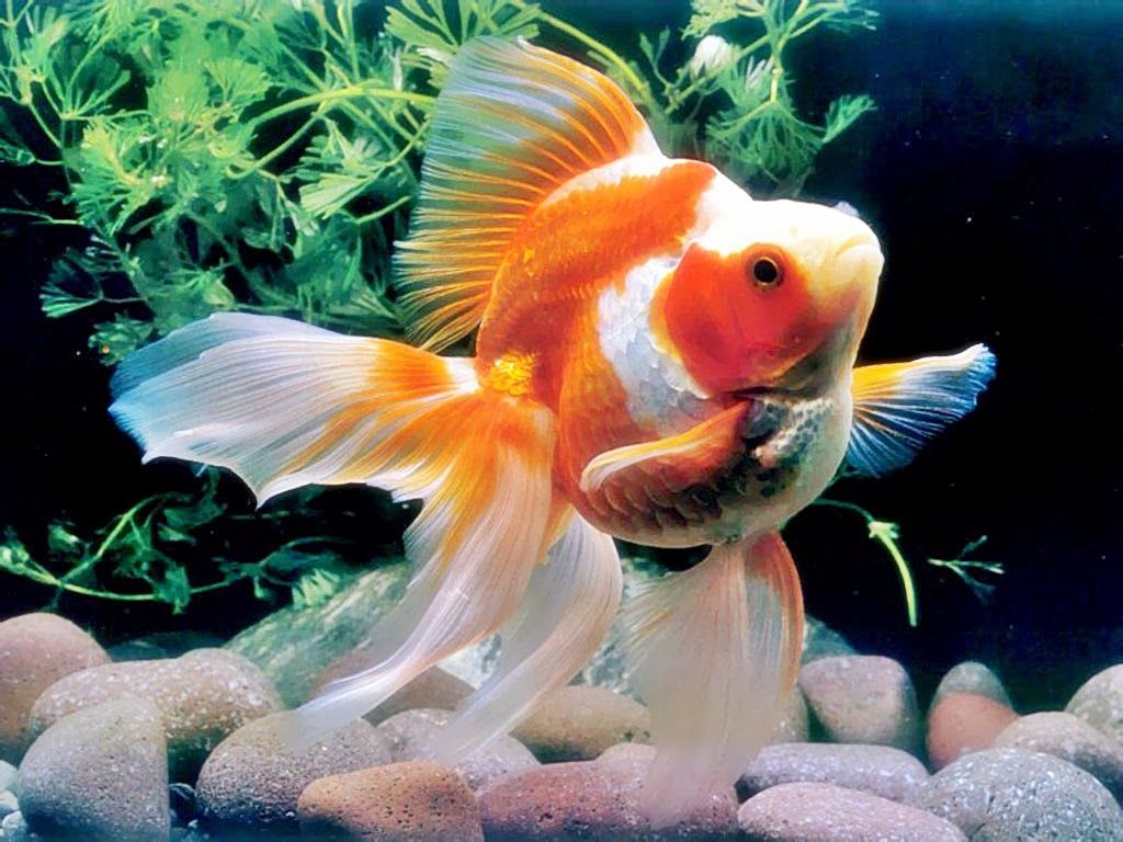 Fantail Shubunkin Goldfish - HD Wallpaper 