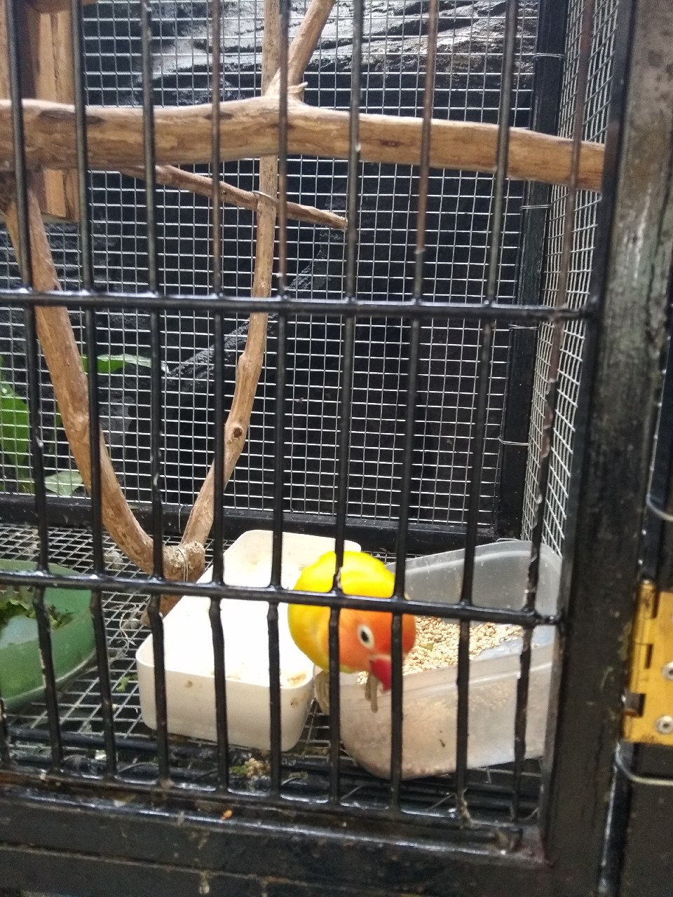 Cage - HD Wallpaper 