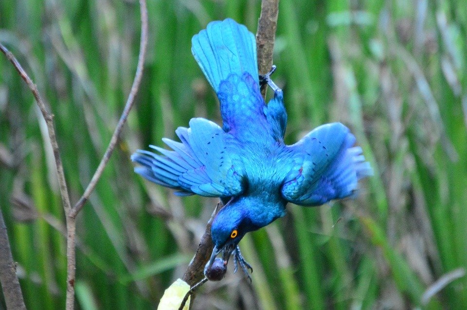 Nature All Beautiful Birds - HD Wallpaper 